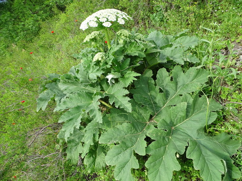 Antasiatic hogweed (Heracleum antasiaticum)