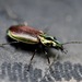 Elegant Purple-green Agonum Beetle - Photo (c) philippedarveau, all rights reserved