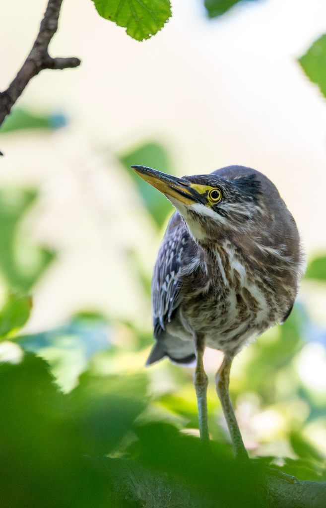 Photos Of Striated Heron Butorides Striata Inaturalist