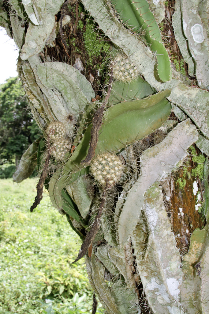 dog-tail cactus from Катемако, Веракрус, Мексика on July 29, 2012 at 09 ...