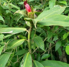 Costus laevis image