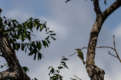 Blue-breasted Bee-eater