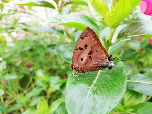 Atlides rustan · iNaturalist