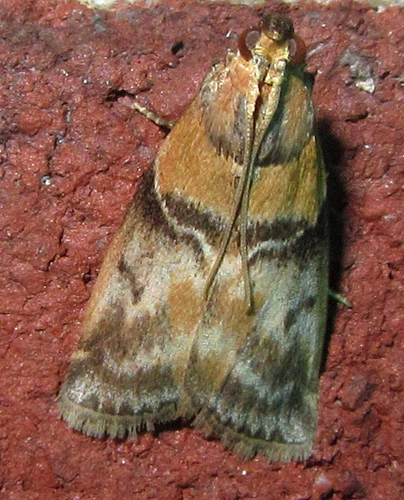 Poplar bud borer moth