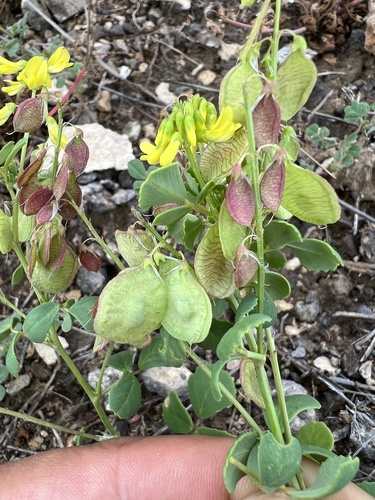 Trigonella cretica