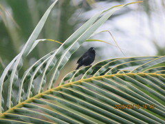 Sporophila corvina corvina image