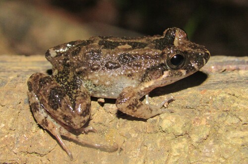 Pointedbelly Frog
