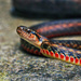 Wa Shan Keelback - Photo (c) Raven Xue, all rights reserved, uploaded by Raven Xue