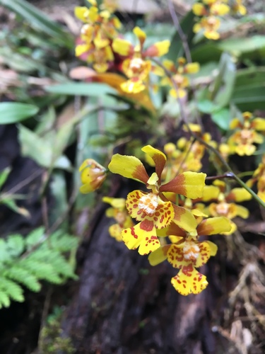 Grandiphyllum