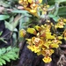 Grandiphyllum divaricatum - Photo (c) wagnerlara, todos los derechos reservados