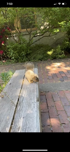Eastern Fox Squirrel