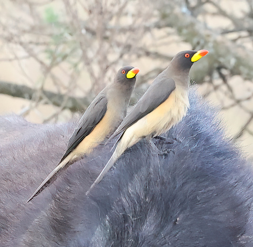 Yellow-billed Oxpecker