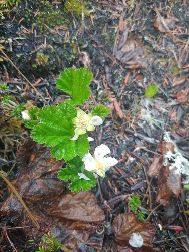 cloudberry