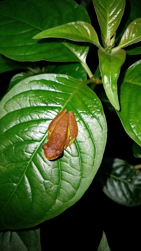 Lesser Tree Frog from Simla on May 24, 2023 at 07:51 PM by Renoir J ...