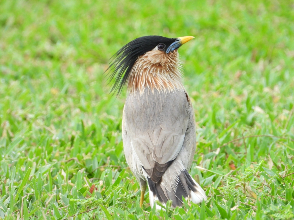 Brahminy Starling (Sturnia pagodarum) photo