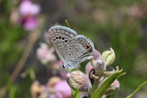 Reakirt's Blue