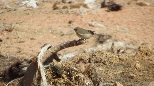 Common Chiffchaff