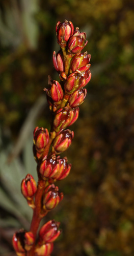 Harperocallis falcata image