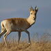 Mongolian Gazelle - Photo (c) Вадим Ивушкин, all rights reserved, uploaded by Вадим Ивушкин