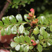 Weinmannia fagaroides - Photo (c) Ruth Ripley, todos os direitos reservados, uploaded by Ruth Ripley
