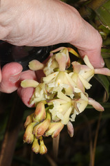 Epidendrum sumacoense image