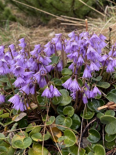 Soldanella carpatica Vierh.