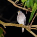 Japanese Sparrowhawk - Photo (c) Wen Jie Lin, all rights reserved, uploaded by Wen Jie Lin