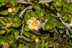 Miconia pernettifolia image