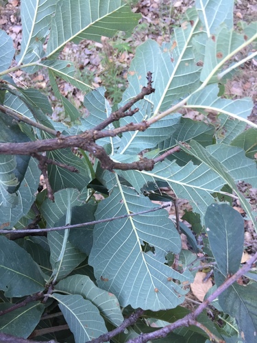 Quercus subspathulata