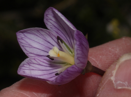 Gentianella saxifragoides