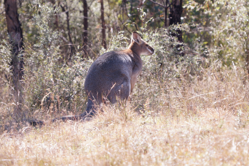 Red-necked Wallaby from Girraween QLD 4382, Australia on May 19, 2023 ...