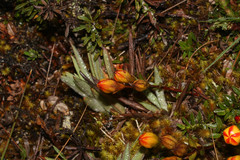 Gentianella hyssopifolia image