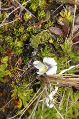 Viola pygmaea image