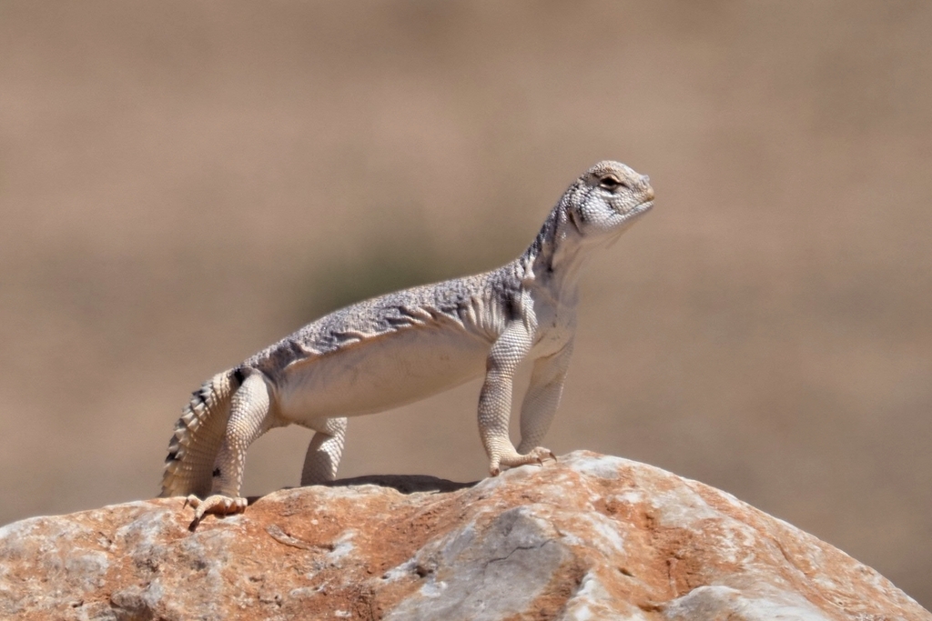 Omani Spiny-tailed Lizard (Uromastyx thomasi)
