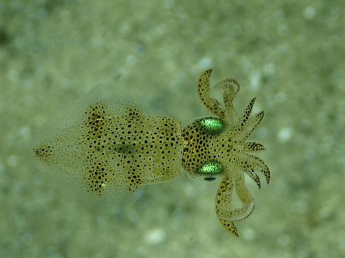 photo of Luminous Bay Squid (Uroteuthis noctiluca)