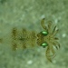 photo of Luminous Bay Squid (Uroteuthis noctiluca)