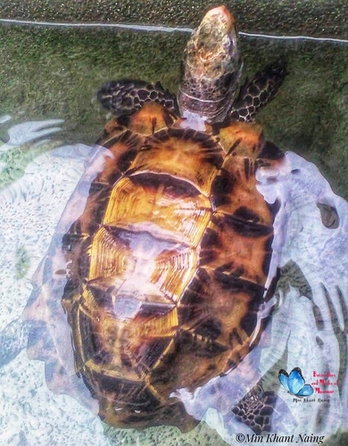 Impressed Tortoise