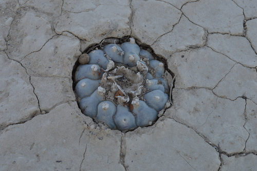 Peyote