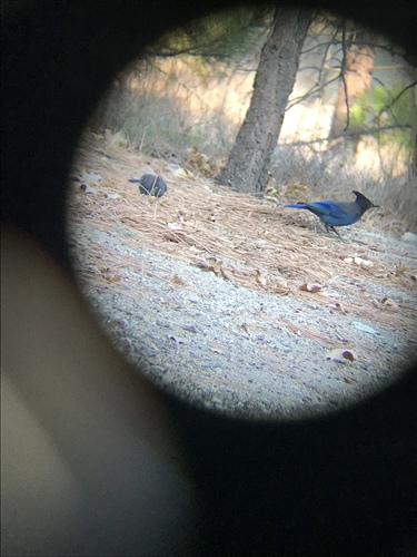 iNaturalist observation photo of Steller's Jay