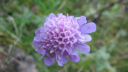 Scabiosa hyrcanica · iNaturalist