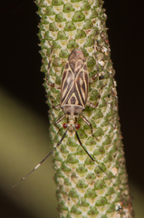 Image of Piasus cribricollis