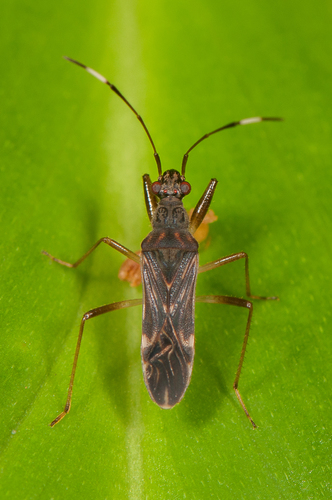 Rhyparochromidae image