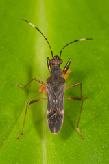 Image of Neopamera neotropicalis