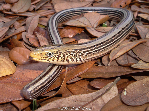 Slender Glass Lizard