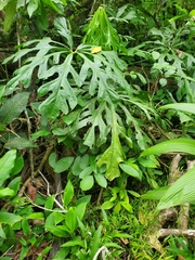 Anthurium clavigerum image