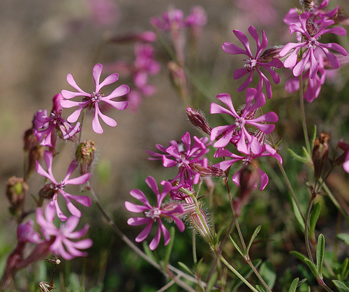 Mediterranean Catchfly