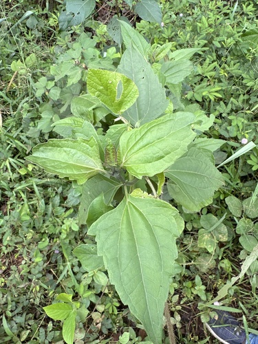 Siam weed