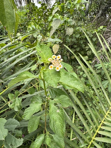 common lantana