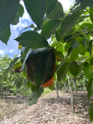 African Weaver Ant