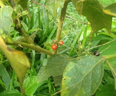 Solanum jamaicense image